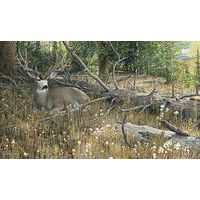 Framed Limited Edition Print Blow Down Buck - Mule Deer