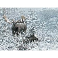 18"x 36" Wrapped Canvas Patient Suitor - Moose