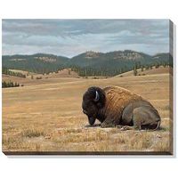 Home Again - Bison  Wrapped Canvas Art