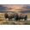 Lighted Wrapped Canvas Dusty Plains - Bison