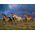 Racing the Sun - Horses Framed Canvas by Chris Cummings