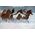 Framed Winter Run - Horses Canvas
