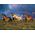 Racing the Sun - Horses Framed Canvas by Chris Cummings