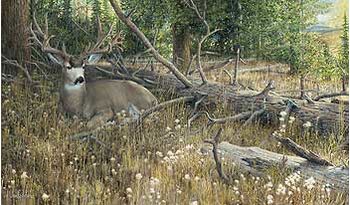 Blow Down Buck - Mule Deer
Art Prints