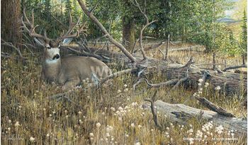 Blow Down Buck - Mule Deer
Art Prints