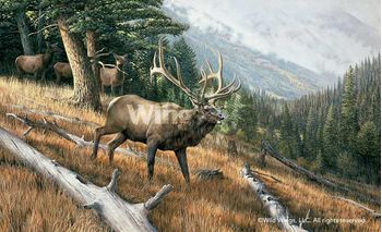 Framed A Challenge to All - Elk Canvas