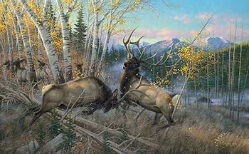Battling Bulls - Elk
Art Prints