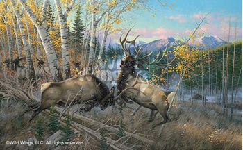 Battling Bulls - Elk
Art Prints