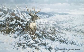 White Silence-Mule Deer Canvas by Michael Sieve