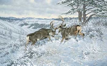 Framed Limited Edition Print Battling Bucks - Mule Deer