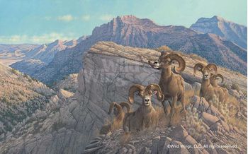Limited Edition Print Desert Kings - Bighorn Sheep