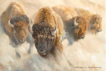 Framed Dust of Time - Bison Canvas
