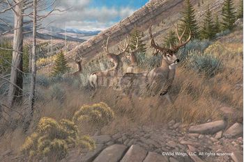 Busted Bachelors-Mule Deer Canvas by Michael Sieve