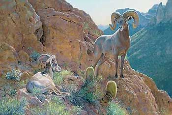 Premier Canvas Print The Overseer - Bighorn Sheep