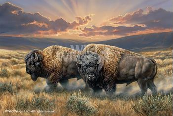 Panoramic Wrapped Canvas Dusty Plains - Bison