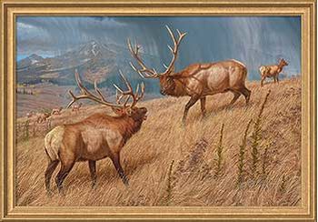 Storm Brewin' - Elk Framed Canvas Art Print