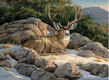 Rocky Outcrop - Mule Deer Wrapped Canvas by Rosemary Millette