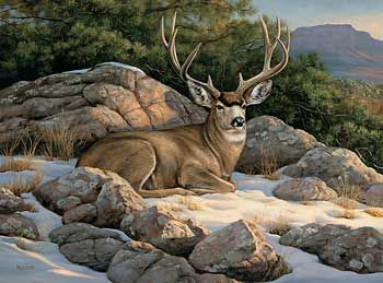 Float Mount Framed Rocky Outcrop - Mule Deer Print