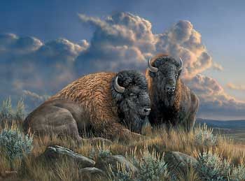 Small Framed Studio Canvas Distant Thunder - Bison