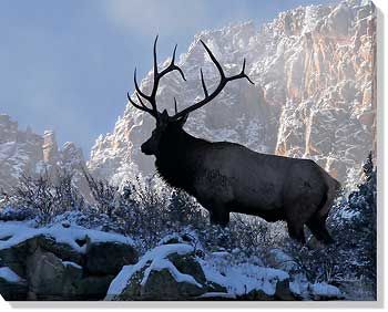 On Top of the World - Bull Elk Wrapped Canvas Photographic Print