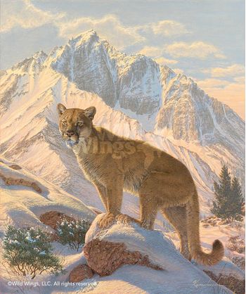 Framed Limited Edition Canvas Spirit of the West - Cougar