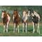 Pint-sized Paints Horses Canvas by Chris Cummings