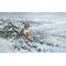 Framed White Silence - Mule Deer Canvas