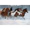 Winter Run - Horses Ovation Canvas