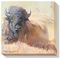 Resting Bull  - Bison Wrapped Canvas Art